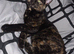 Calico cat