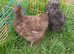 2 silkie bantam females