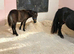 Adorable miniature Shetland mare and foal