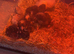 Chicks