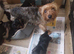 Yorkshire terrier puppies