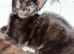 We have gorgeous Maine coon kittens for re homing