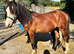 Welsh cob for sale