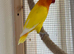 2 year old lutino opaline male love bird