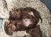 3 kc reg boy puppies