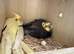 Beautiful breeding proven pair of cockatiels