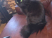 Female cat needs new home