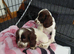 Sprocker