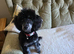 For Sale Miniature Poodle