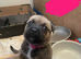 Rottweiler x mastiff cross puppies