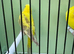 Top quality Blackwing split blackface budgies