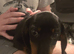 Puppy dachshund