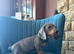 Beautiful Daschund Puppies