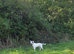 Female american bulldog