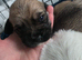 Cava-tzu x Dachshund