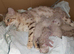 SNOW BABY CATS