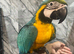 Friendly HandReared Super Tame Cuddly Blue & Gold Macaw Parrot,3