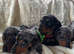 Miniature silver dapple dachshunds