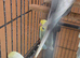 Baby budgie for sale