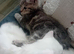 2 beautiful white fluffy kittens and one grey tabby