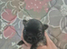Apple head chihuahuas