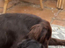 Stunning black flat coats