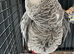 African Grey Parrot