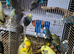 Selection of budgies