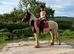 15hh - 5yo - Gelding