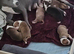 3 Adorable Puppies Looking for Their Forever Homes
