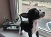 Baby teacup chihuahuas both full breed