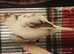 Still Available - blue/white variegated MALE canary FIFE Type Snowfall
