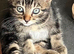 Beautiful male kitten