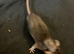 4 males rats 8 weeks old