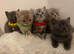 Kittens