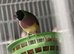Hen gouldian finch