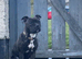 Staffy