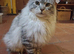 Maine Coon kittens. Mother is TICA registered.