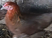 Bantam game bird cross