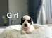 Lovely cockapoo puppies ready from 7th November