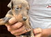 Lurcher puppies