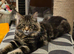 REDUCED XL full Maine coon kittens - Ready now
