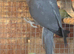 Ringnecks lovebirds cocktails