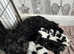 Shihpoo puppies