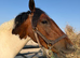 14h coloured gelding for loan