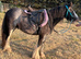 Charles.12hh Adorable 7 year old  First Pony