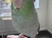 Beautiful Tame Male Parrotlet