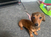 Miniature dachshund pups