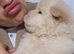 Chow chow puppies