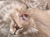4 Beautiful British Long Haired Kittens for sale.